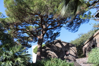 Pino parco Aniante